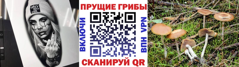 Галлюциногенные грибы Psilocybe  Купить закладки  Бирюч 